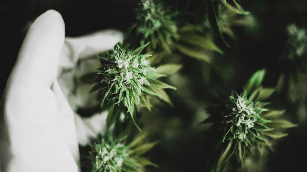 Harnessing the Power of the THCA Flower for Mind and Body Wellness