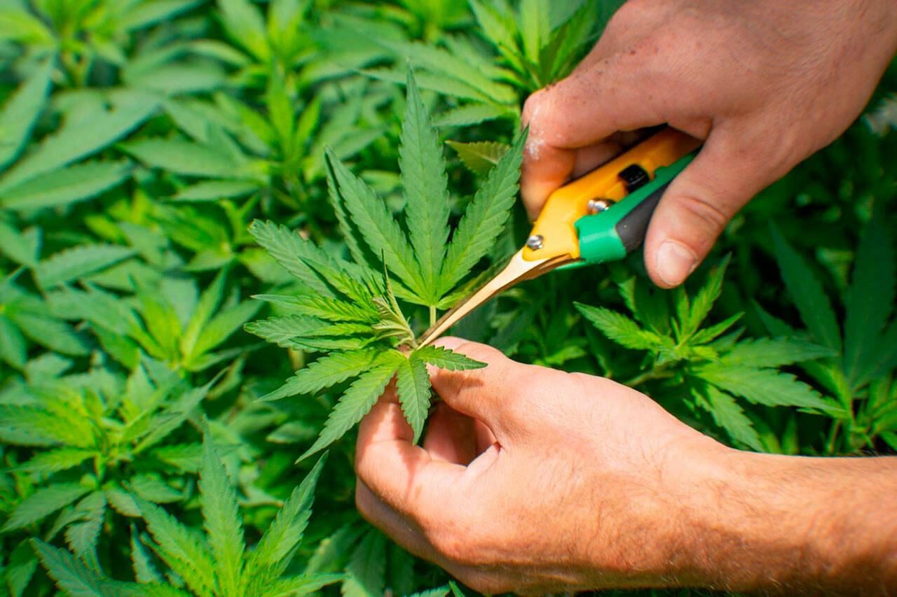 How to Choose the Best Weed Detox Products?