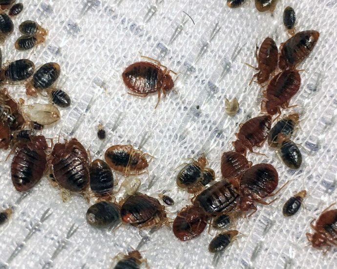 Top Mistakes People Make When Hiring a Bed Bug Exterminator