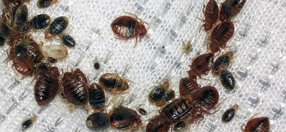 Top Mistakes People Make When Hiring a Bed Bug Exterminator