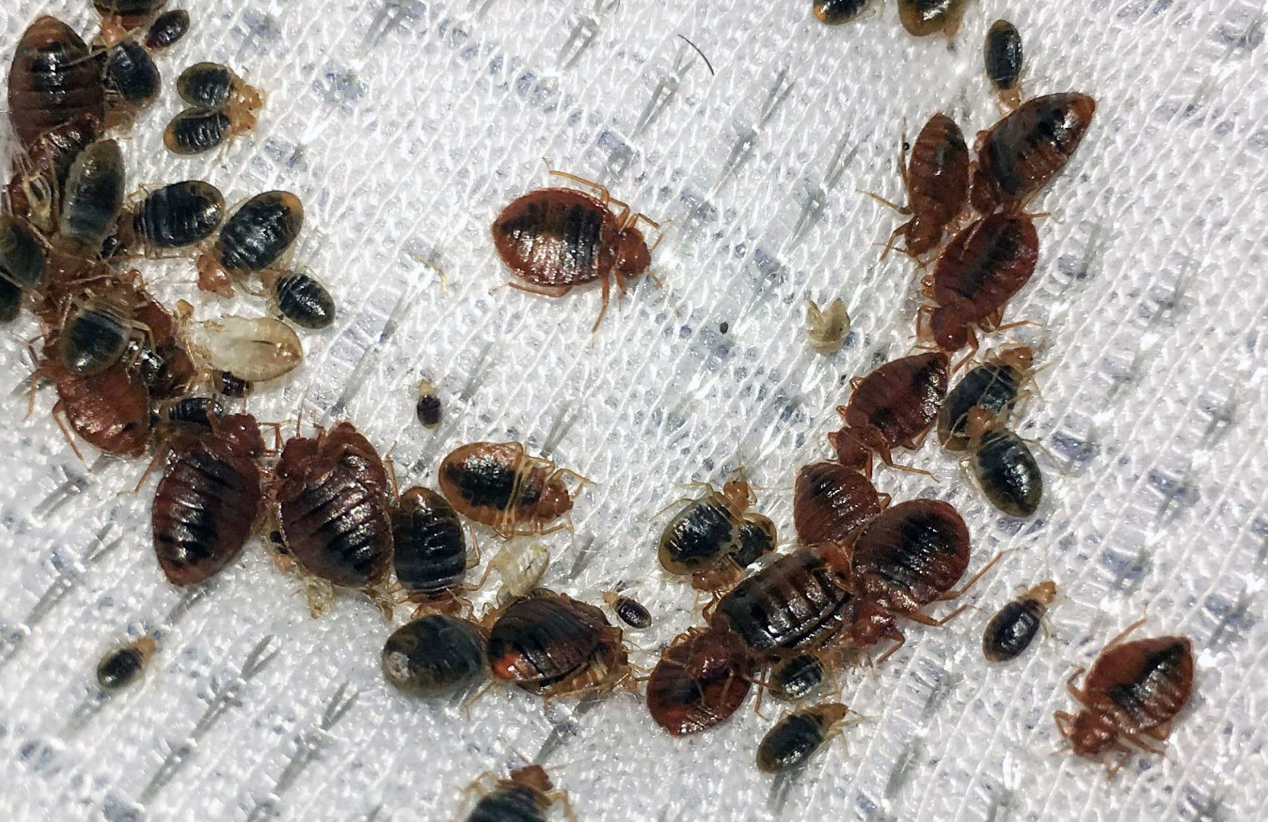 Top Mistakes People Make When Hiring a Bed Bug Exterminator