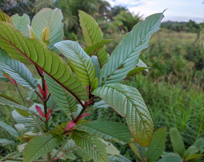 kratom strains chart