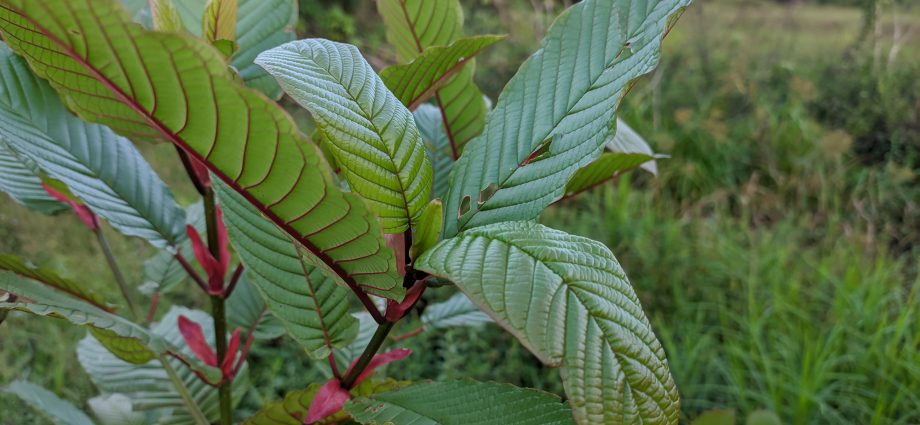 kratom strains chart