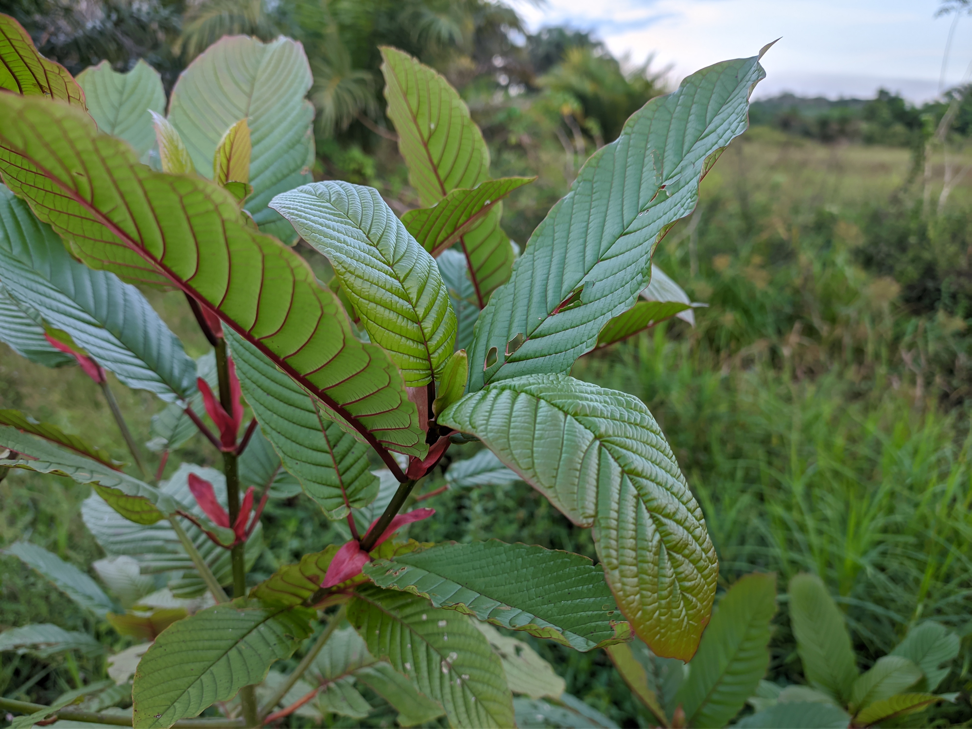 The Art of Dosing: Finding the Right Amount for Each Kratom Strain