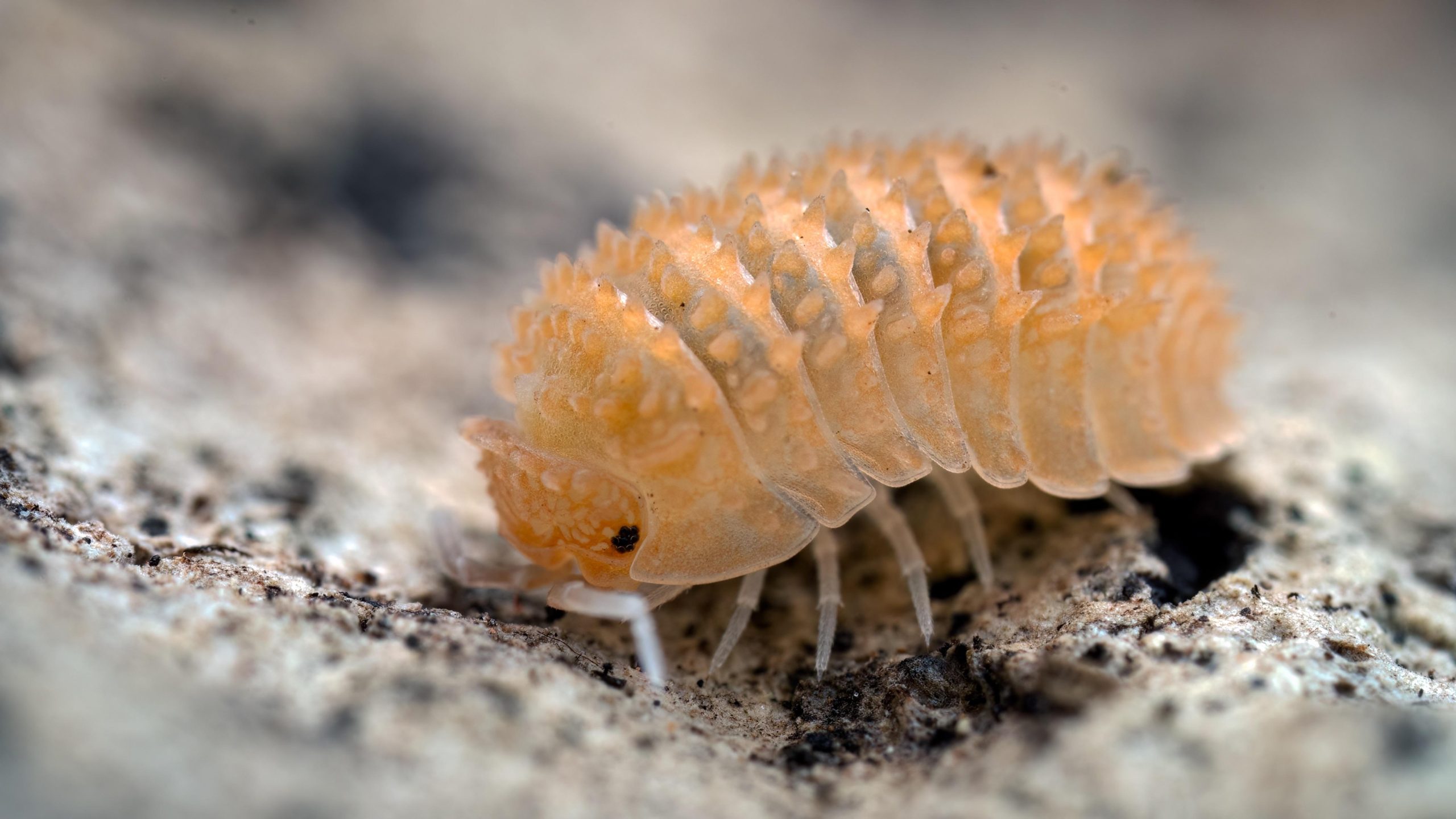 The Surprising Benefits of Keeping Isopods as Pets