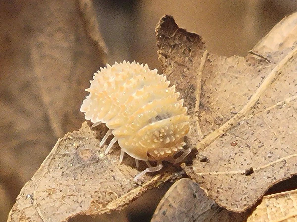 pineapple isopods
