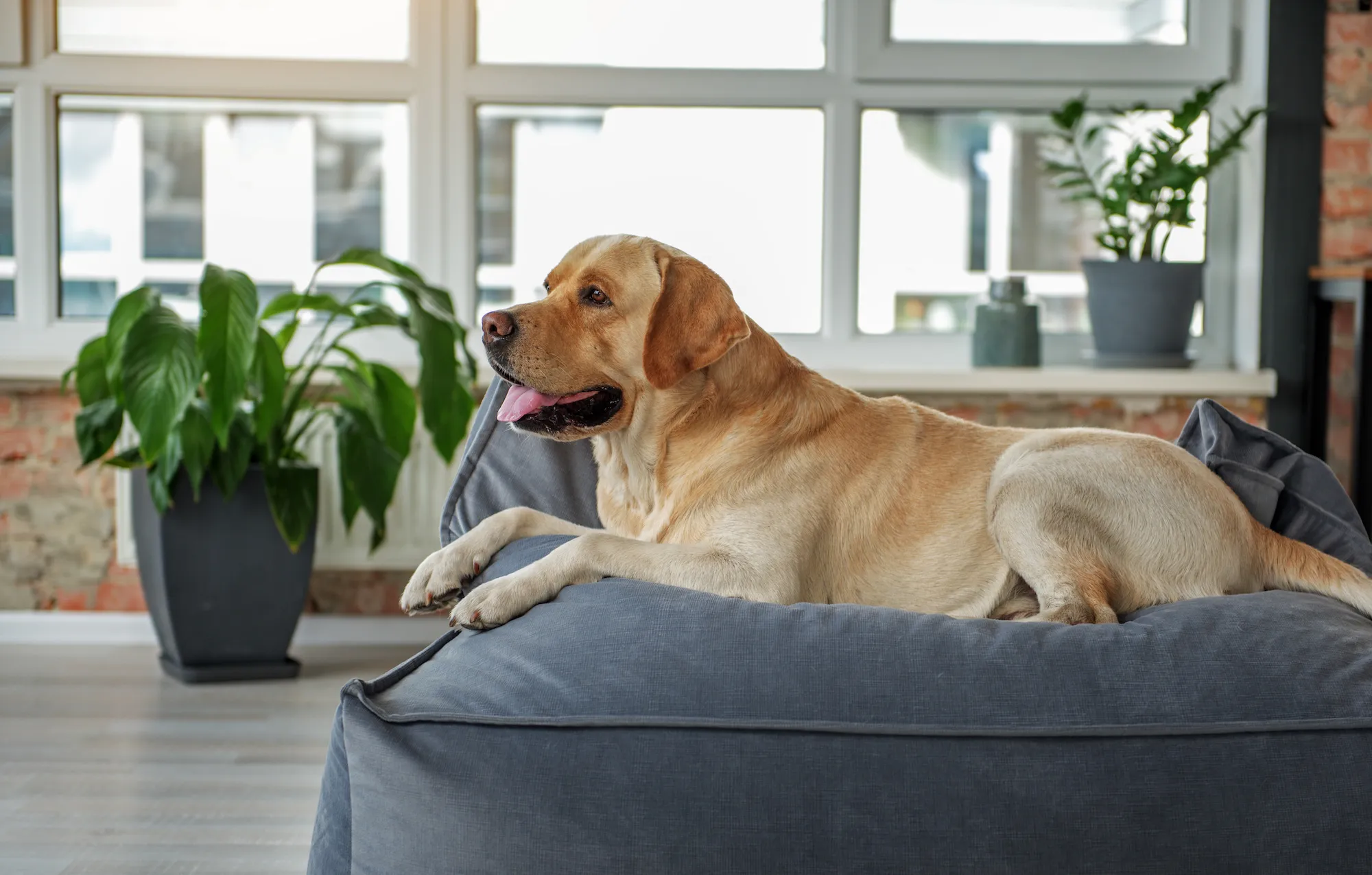 Pure Paws, Powerful Purity: Looking for the Best Pet Products That Work